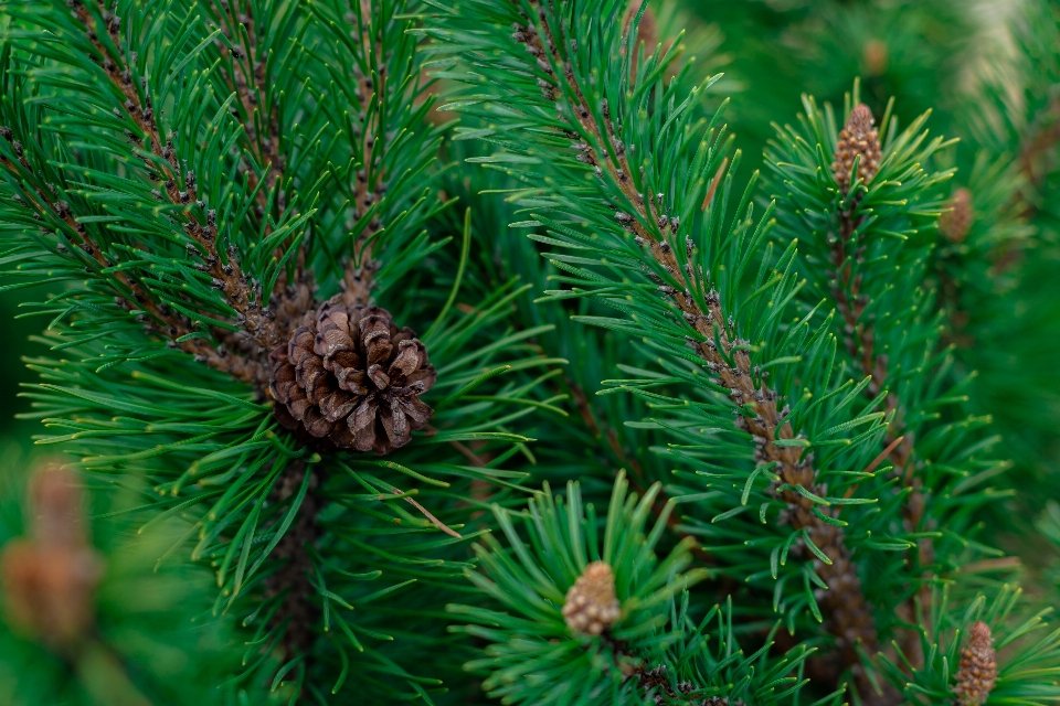 Pino albero abete nero a foglia corta
 zuccherino
