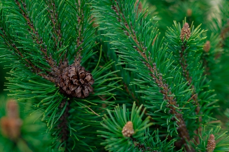 Pine tree shortleaf black spruce sugar Photo