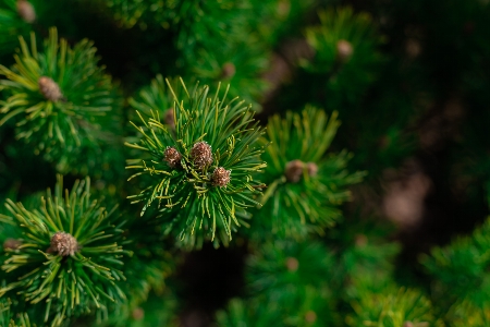 Foto Pinus pohon cemara kolombia
 balsem pria
