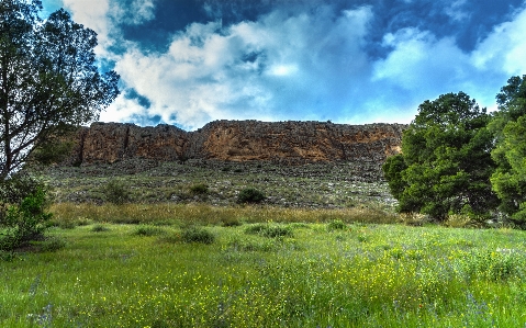 Landscape flowers plants tree Photo