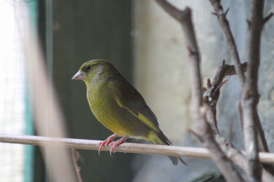 緑 フィンチ
 鳥 脊椎動物
