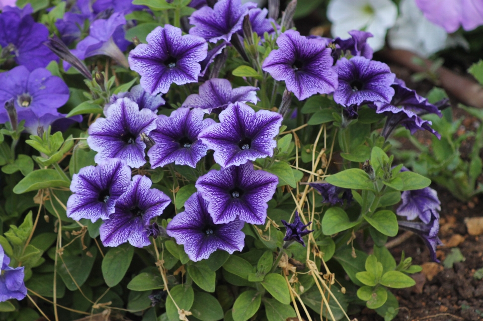 Jardin végétaux fleur plante à fleurs
