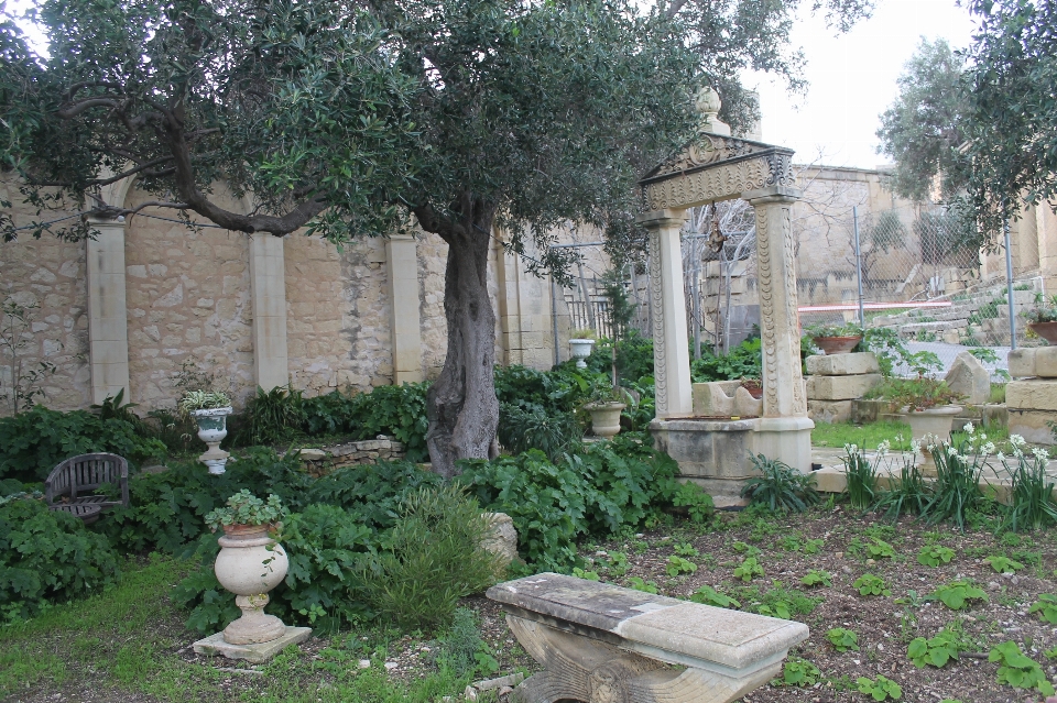 Fleur propriété cour arbre