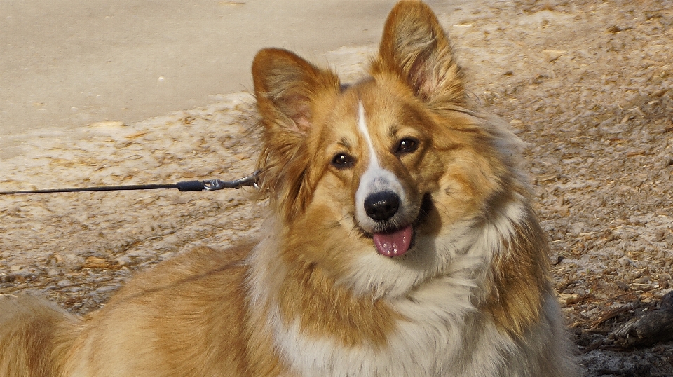 Waliser corgi
 korgi hund hund
