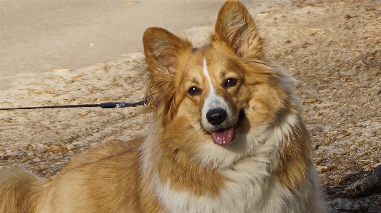 Welshcorgi corgi dog hond Photo