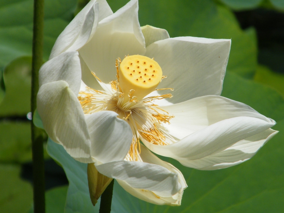 Natürlich blume blühende pflanze
 wasserpflanze
