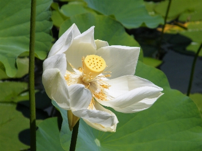 Flower flowering plant aquatic sacred lotus Photo