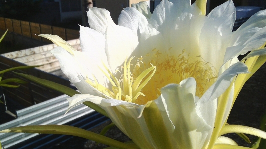 Flower white cactus petal Photo