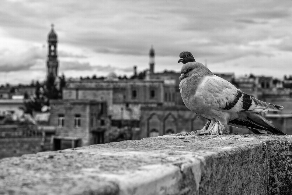 Colombe bisette
 pigeons et colombes
 noir blanc
 oiseau