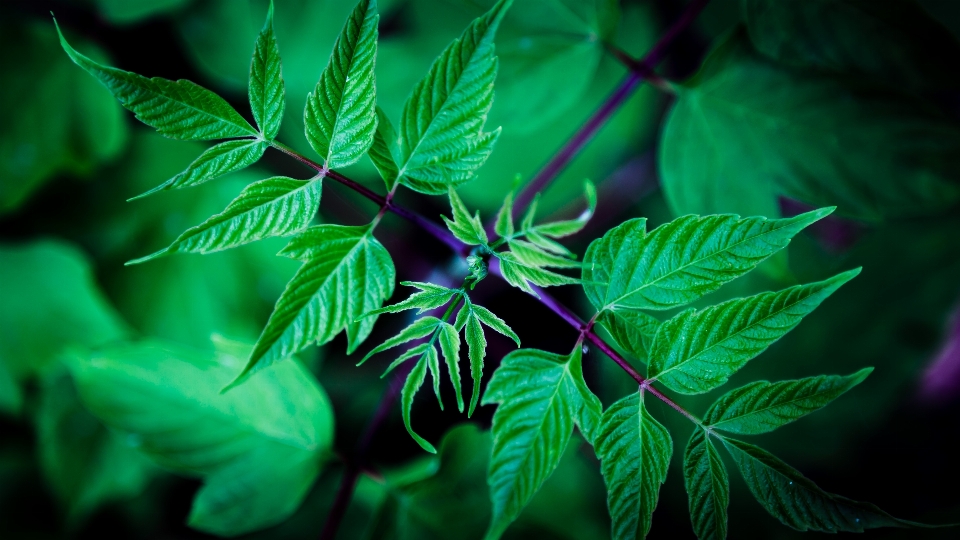 葉 緑 花 植生