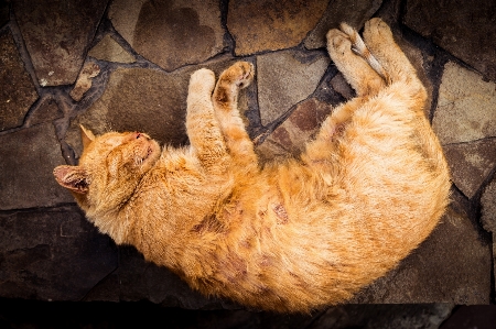 Foto Gatto sonno arancia felidi
