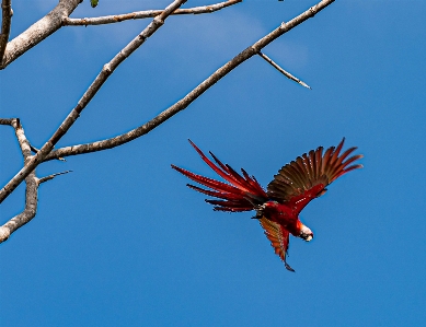 Costa rica vacation scarlet macaw bird Photo