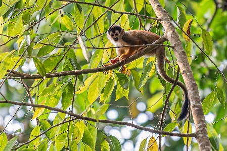 Photo Costa rica singe vacances capucin à visage blanc
