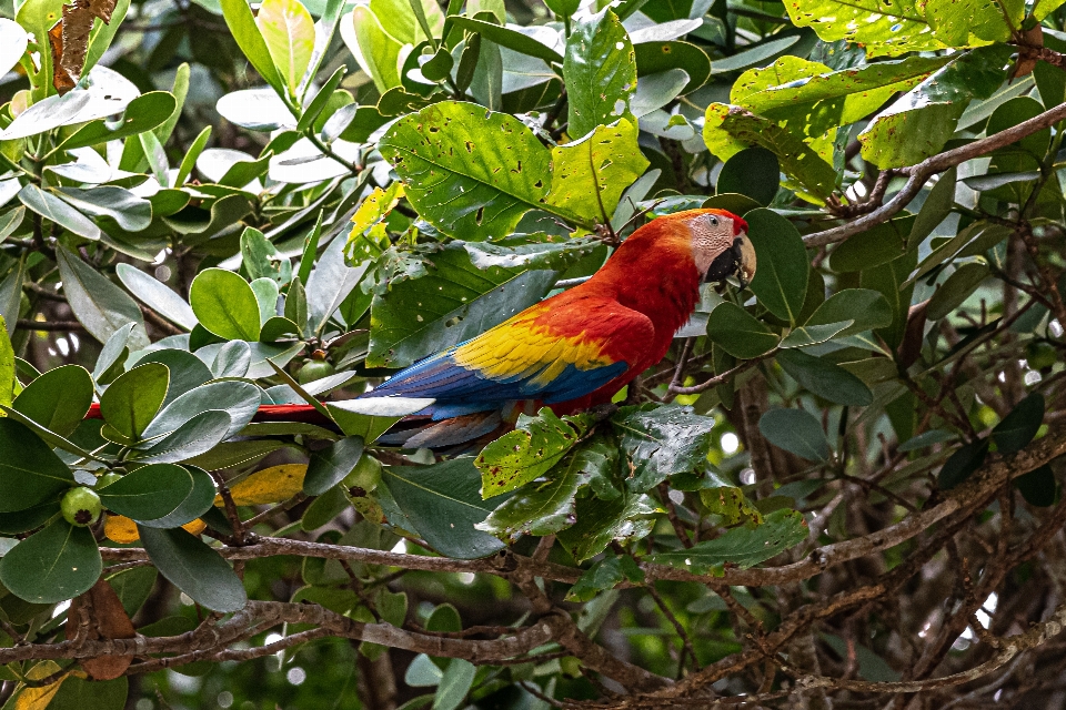 Costa
 rica
 écarlate
 ara