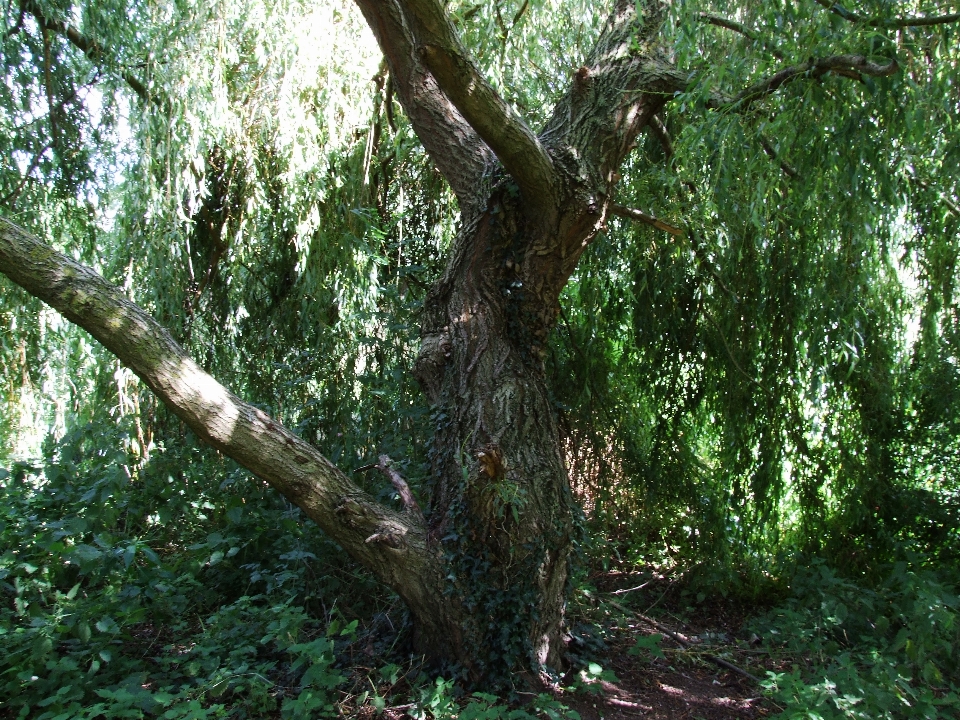 Des arbres arbre végétation réserve naturelle
