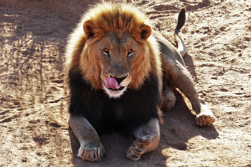 Mammifero vertebrato
 animale terrestre
 leone