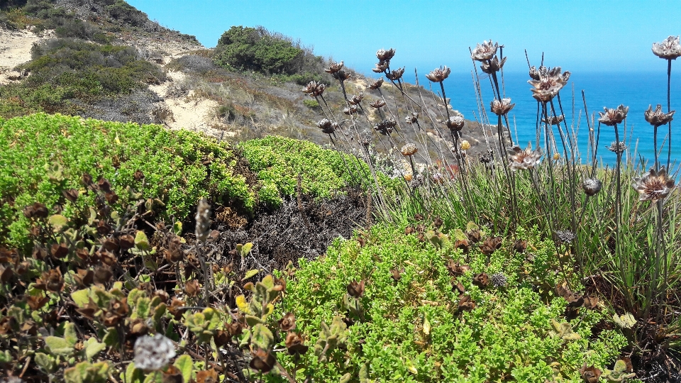 Natur meer vegetation blume