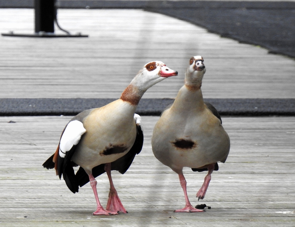 Enten paar vogel wirbeltier
