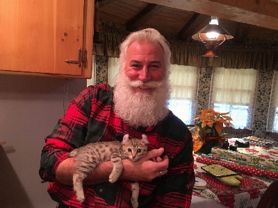 Foto Navidad gato gatos pequeños a medianos
 félidos
