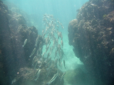 Fish mullet underwater coral Photo