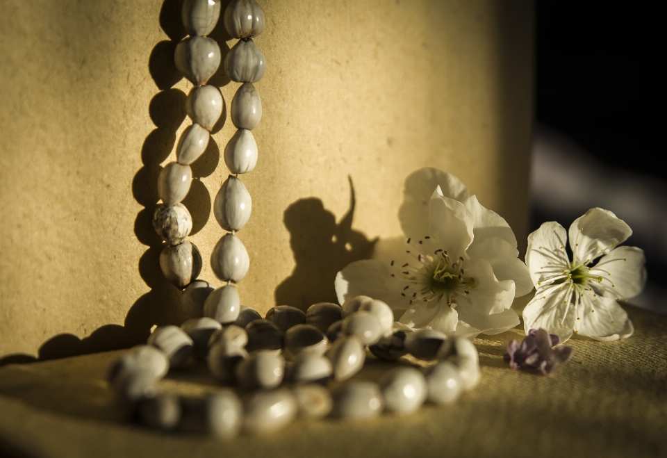 Blanco flor verano fotografía de naturaleza muerta
