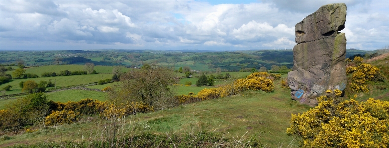 Country scene gorse cattle Photo