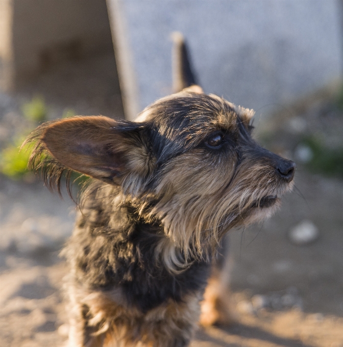 Aşk köpek türü
 memeli