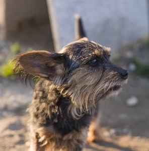 Photo Aimer chien race de chien
 mammifère