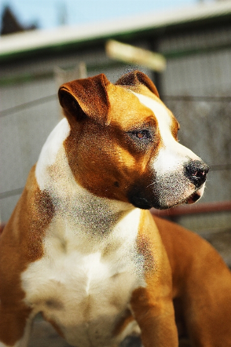 Cachorro mamífero vertebrado
 raça de cachorro
