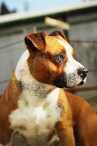 Foto Anjing mamalia bertulang belakang
 ras anjing
