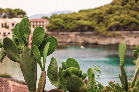 Cereus green nature cactus Photo