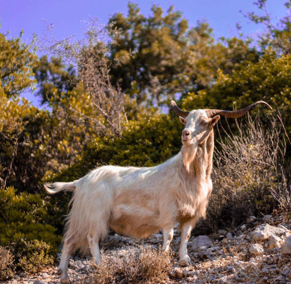 Capra bianco mammifero capre