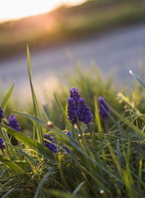 Flower summer lavender plant