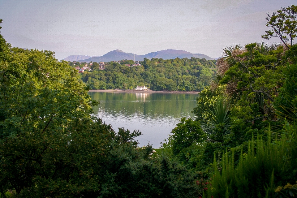 Trees palm menai snowdonia