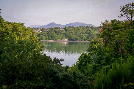 Trees palm menai snowdonia Photo