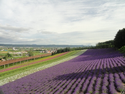 Nature field lavender sky Photo