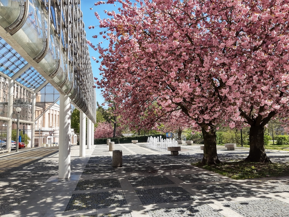 Kirsche baum frühling blüte