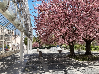 Cherry tree spring blossom Photo