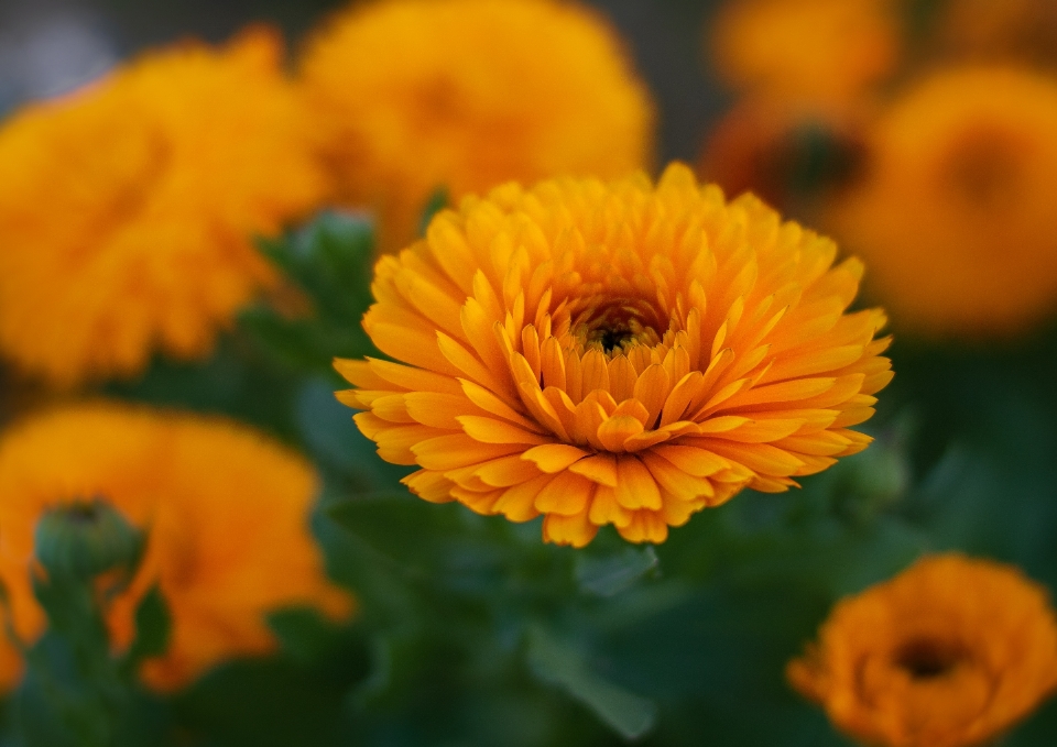 カレンデュラ
 花 イングリッシュマリーゴールド
 花弁