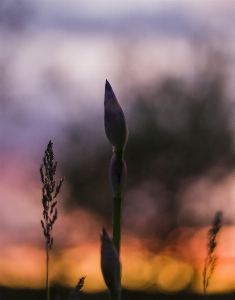 Natürlich blume nacht lila
 Foto