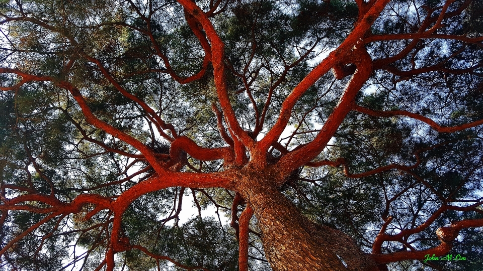 Blood vessel tree pine branch