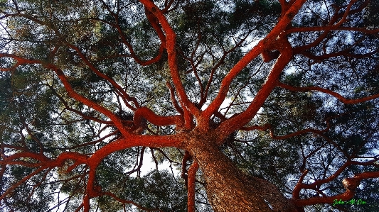 Blood vessel tree pine branch Photo