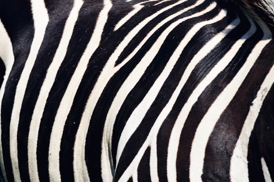 Zebra animais selvagens animal terrestre
 preto e branco
