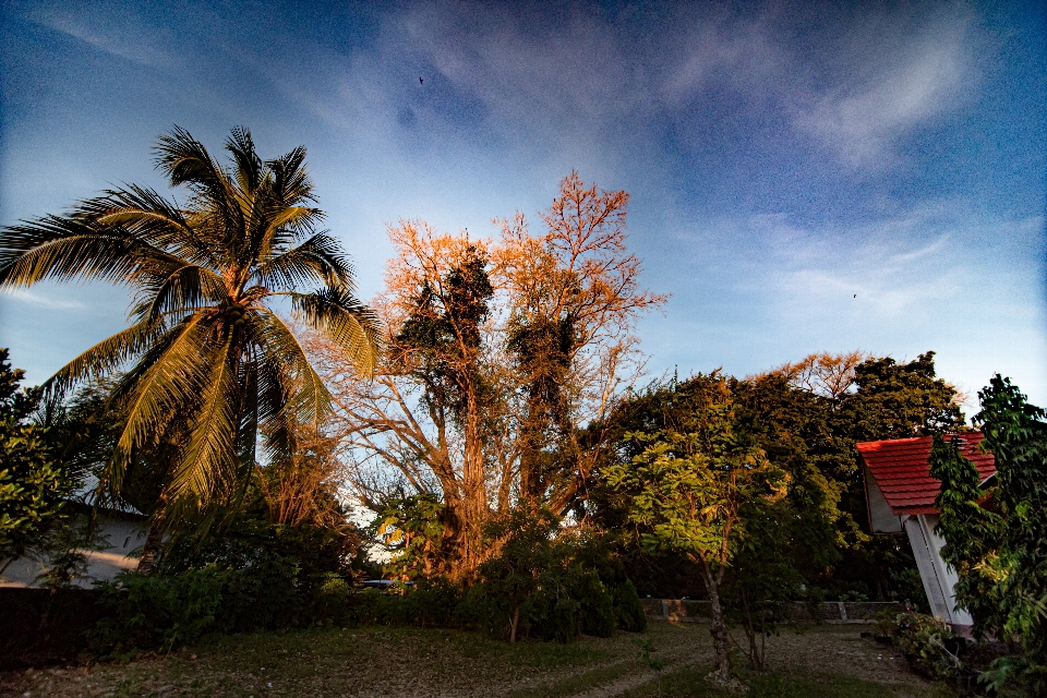 Paysage ciel arbre nature