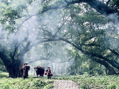 Cattle herding forests artificial Photo