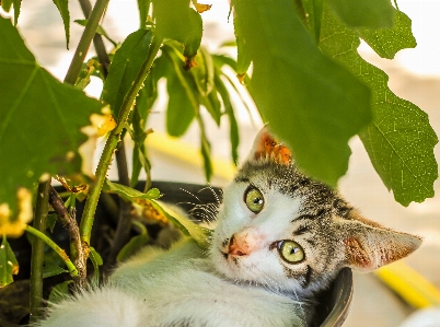 Foto Gatto estate relax bianco