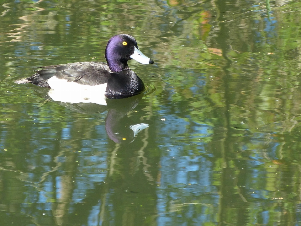 Tufado
 pato pássaro vertebrado
