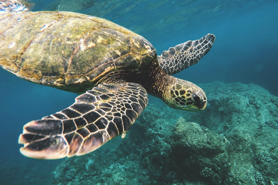 Meeresschildkröte
 karettschildkröte
 olive ridley-meeresschildkröte
 schildkröte
