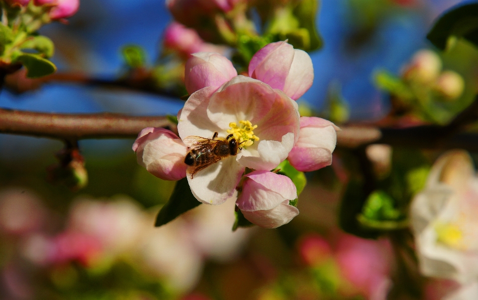 Apple árvore flor primavera