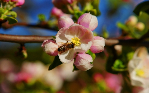 Foto Apple pohon bunga musim semi